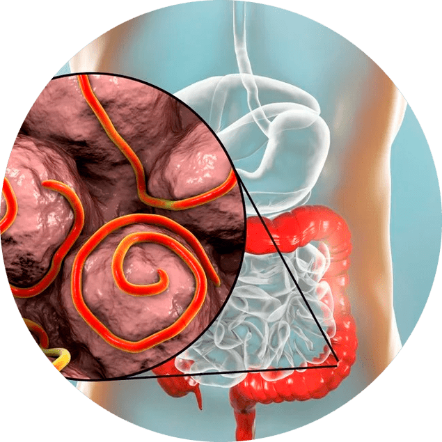 Tractul gastrointestinal și paraziți